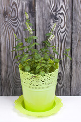 Mint grows in a pot. Her flowers are visible. Against the background of brushed pine boards painted in black and white.