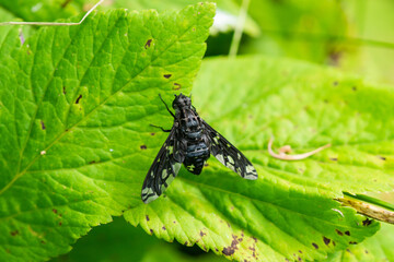 Tiger Bee Fly in Summer