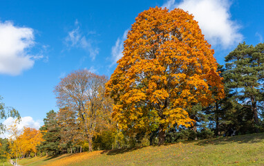 Panorama of autumn trees of bright yellow orange gold color. Fall season background. Rows of...