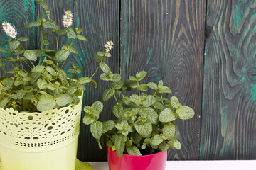 Two pots with growing mint. In one, mint blooms. Against the background of brushed pine boards, painted black-green.