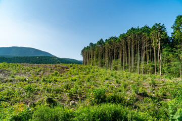 Fototapeta na wymiar 伐採林　伐採後の山林