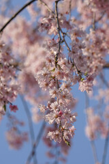 青空をバックにした満開の枝垂れ桜