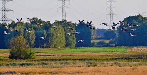 żurawie © Krzysztof