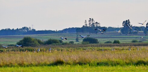żurawie © Krzysztof