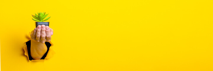 Hand holds indoor flower on yellow background