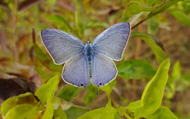 Obraz na płótnie Canvas blue butterfly on a green leaf