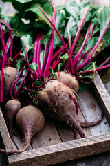 Red beetroot with green tops on wooden background