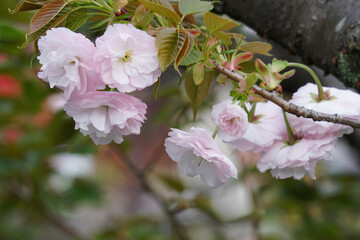 雨宝院の桜
