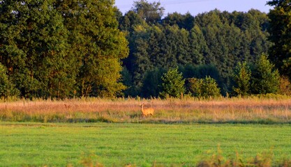 sarna © Krzysztof