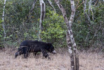 Sloth Bear - Melursus ursinus, Wilpattu National Park, Sri Lanka, Asian safari.