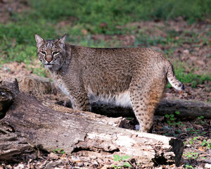 Naklejka na ściany i meble Bobcat Stock Photos. Bobcat close-up profile view looking at the camera with a blur background in its environment and habitat. Image. Portrait. Picture.
