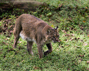 Naklejka premium Bobcat Stock Photos. Bobcat walking at you displaying its body, head, eyes, ears, nose, feet with a blur background of foliage in its habitat and environment. Image. Picture. Portrait.