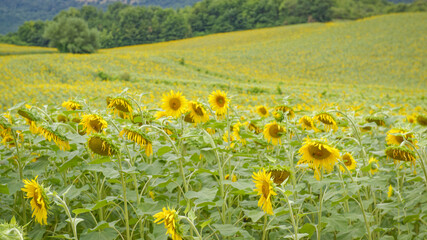 Champ de coquelicots dans la région des Marches en Italie