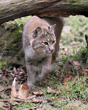 Bobcat Stock Photos,  Bobcat close up walking under a log by its den showing brown fur, body, head, ears, eyes, nose, mouth and enjoying its environment and habitat.