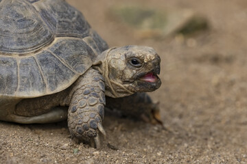 Turtle looking forward. Close up. Portrait of a turtle.