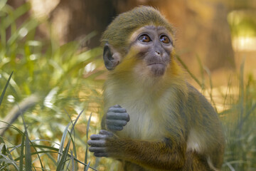 The Angolan talapoin sitting in the grass and looking around. It mainly feeds on fruits, but also on seeds, young foliage, and invertebrates. (Miopithecus talapoin)
