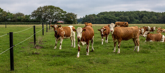 cows in the meadow, Germany