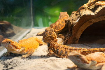 Chameleon and friends on the sand is getting warm sunlight