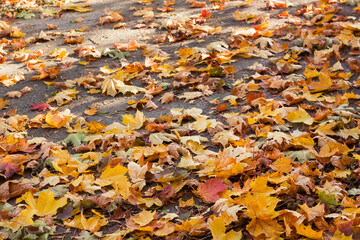 Colorful fallen leaves on the road. natural autumn background