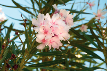 Oleander pospolity Nerium oleander w kolorze jasnego różu. Piękny rozkwitnięty kwiat na tle...