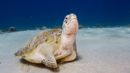 Green Sea Turtle rest in turquoise water of coral reef in Caribbean Sea / Curacao