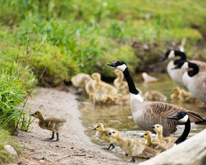  Canadian Geese Stock Photos. Canadian Geese with their gosling babies exposing their bodies, wings, head, neck, beak, plumage in their environment and surrounding and enjoying its day.