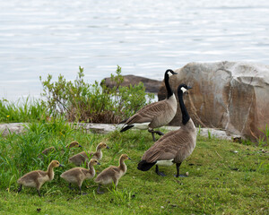  Canadian Geese Stock Photos.  Canadian Geese with baby geese gosling by the water. Canadian Geese Family.