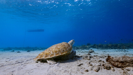 Green Sea Turtle rest in turquoise water of coral reef in Caribbean Sea / Curacao
