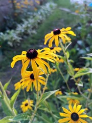 Yellow summer flowers - Rudbeckia fulgida, Goldsturm in the garden.