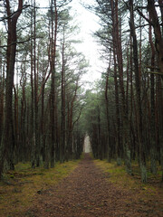 Obraz premium Trail in a pine forest on the Curonian Spit