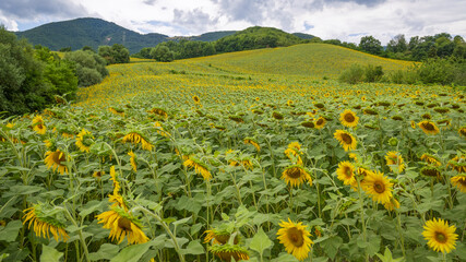Champ de coquelicots dans la région des Marches en Italie