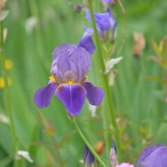 Fleur , iris bleu .