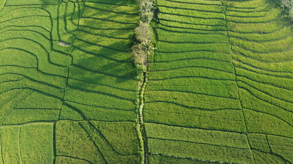 green rice terraces in Nanggulan Kulon Progo