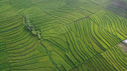 beautiful landscape view of rice terraces