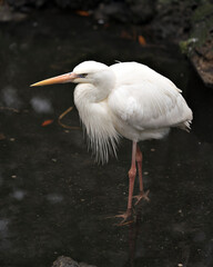 White Heron bird Stock Photos. Picture. Portrait. Photo. Image.  White Heron bird close-up profile view with foliage background.