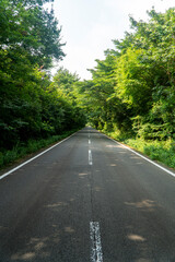 森の中の真っすぐな道