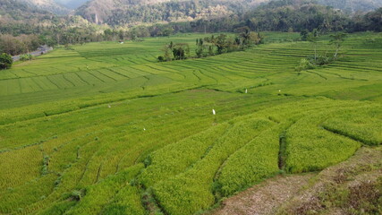 beautiful landscape view of rice terraces