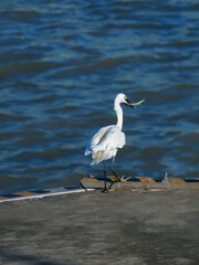 White Spotted