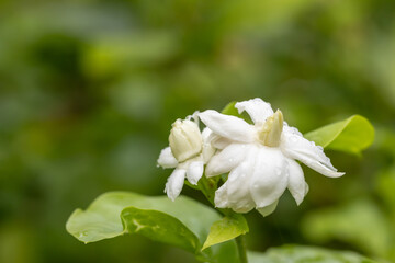 Obraz premium White jasmine overlapping petals soft focus in the garden ,Thai jasmine. Beautiful jasmine after summer rain.Fresh air when it rains , copy space for text.