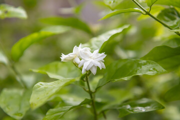 Obraz na płótnie Canvas White jasmine overlapping petals soft focus in the garden ,Thai jasmine. Beautiful jasmine after summer rain.Fresh air when it rains , copy space for text.