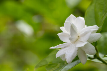 Obraz na płótnie Canvas White jasmine overlapping petals soft focus in the garden ,Thai jasmine. Beautiful jasmine after summer rain.Fresh air when it rains , copy space for text.