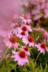 Fototapeta premium flowers in the garden