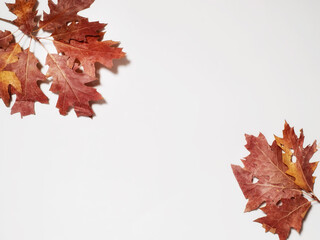Autumn composition, red leaves on a light background, copy space, top view.