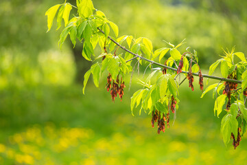 Ash-leaved maple branch with leaves and fruits © KILO LUX
