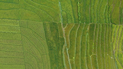 top view of rice terraces forming a pattern