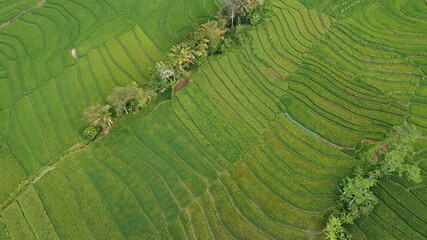 top view of rice terraces forming a pattern