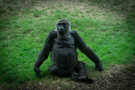 Monkey sitting on the grass