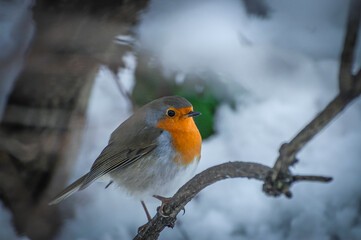 European Robin Redbreast Perched on BranchWith Snow On The Ground