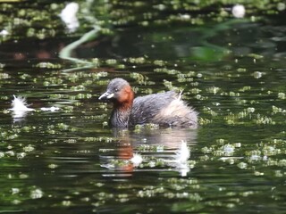 Side view of Little Grebe in dark green water with a few scattered small white feathers