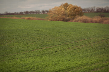Green agricultural field, agricultural landscape. Country landscape with growing wheat. Agricultural field in a clear sunny day. High technologies and innovations in agro-industry.